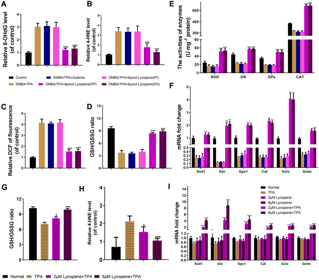 Lycopene reversed the intracellular redox imbalance induced by carcinogens in vivo and in vitro. (A, B) The level of 8-OhdG, 4-HNE in mouse skin of the indicated groups (n=3). (C) The DCFH-DA staining was used to detect ROS production in the indicated groups (n=3). (D) The GSH/GSSG ratio in mouse skin of the indicated groups (n=3). (E) The activities of SOD, GR, GPx and CAT in mouse skin of the indicated groups (n=3). (F) Total mRNA was isolated and analyzed to determine the levels of cat, sod1, gpx1, gsr, gclc and gclm expression using real-time qPCR in mouse skin of the indicated groups (n=3). (G) The effect of lycopene on GSH/GSSG ratio in lycopene-pretreated JB6 P+ cells with TPA stimulation (n=3). (H) The effect of lycopene on level of 4-HNE in vitro with TPA stimulation (n=3). (I) The mRNA levels of cat, sod1, gpx1, gsr, gclc and gclm were detected by real-time qPCR in lycopene-pretreated JB6 P+ cells with TPA stimulation (n=3). House-keeping gene gapdh was used as internal control. The data are presented as the mean ± SD. *p 