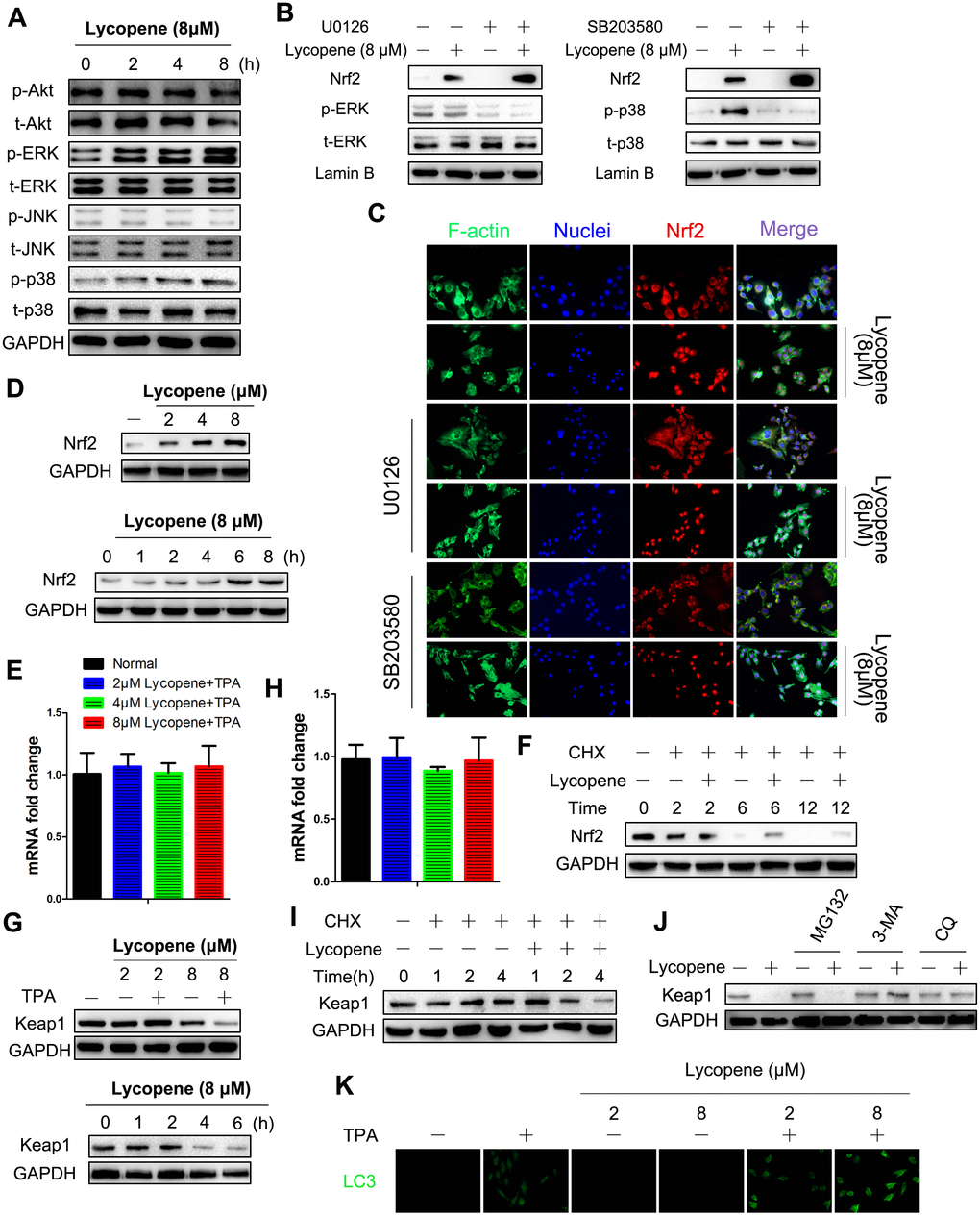 Lycopene induced activation of Nrf2 by reducing Keap1 protein at the posttranslational level via the autophagy-lysosomal pathway. (A) Cells were incubated with 8 μΜ lycopene for the indicated time and then exposed with TPA for additional 2 hours, and the expression of both phosphorylated and total forms of Akt, ERK1/2, p38 and JNK1/2 were measured by western blot analysis. (B) Cells were pre-treated with U0126 (left) or SB203580 (right), followed by lycopene treatment for 8 h. The nuclear protein extract was subjected to immunoblot analysis for the detection of Nrf2 expression. (C) Immunofluorescence analysis of Nrf2 was carried out as described in Methods. Treatment was similar to (B). (D) Time-dependent (bottom) and dose-dependent (top) study of lycopene on Nrf2 protein levels. Cells were pretreated with 8 lycopene for different times or with different doses of lycopene for 12 h and then exposed with TPA for additional 2 hours, and the Nrf2 protein level was assayed by Western blot. (E) Total RNA was isolated and analyzed to determine the levels of Nfe2l2 mRNA using real-time qPCR after lycopene treatment for 12 hours. House-keeping gene gaphd was used as the internal control. The data are presented as the mean ± SD. (n=3). (F) Cells were pretreated with CHX (0.5 g/ml) alone or in the presence of lycopene (8 μM) and TPA for various times. Nrf2 protein was examined by Western blot. (G) Time-dependent (right) and dose-dependent (left) study of lycopene on keap1 protein levels. Cells were pretreated with 8 μM lycopene for different times or with different doses of lycopene for 4 h and then exposed with TPA for additional 2 hours, and the keap1 protein level was assayed by western blot. (H) Total RNA was isolated and analyzed to determine the levels of Keap1 expression using real-time qPCR after lycopene treatment for 6 hours. House-keeping gene gapdh was used as the control. The data are presented as the mean ± SD. (n=3). (I) Cells were pretreated with CHX (0.5 g/ml) alone or in the presence of lycopene (8 μM) and TPA for various times. keap1 protein was examined by Western blot. (J) Cells were treated with MG132 (1 μM) or 3-MA (1 mM) or CQ (25 μM) for 1 h. Lycopene (8 μM) was added to cells for 6 hours, and then exposed with TPA for additional 2 hours. Expression of keap1 protein was examined by western blot. (K) Dose-dependent study of lycopene on LC3 protein levels. Cells were pretreated with different doses of lycopene for 6 h and then exposed with or without TPA for additional 2 hours, and the LC3 was analyzed by immunofluorescent staining. The results are representative blot images of three independent experiments in A, B, D, F, G, I, J, respectively.