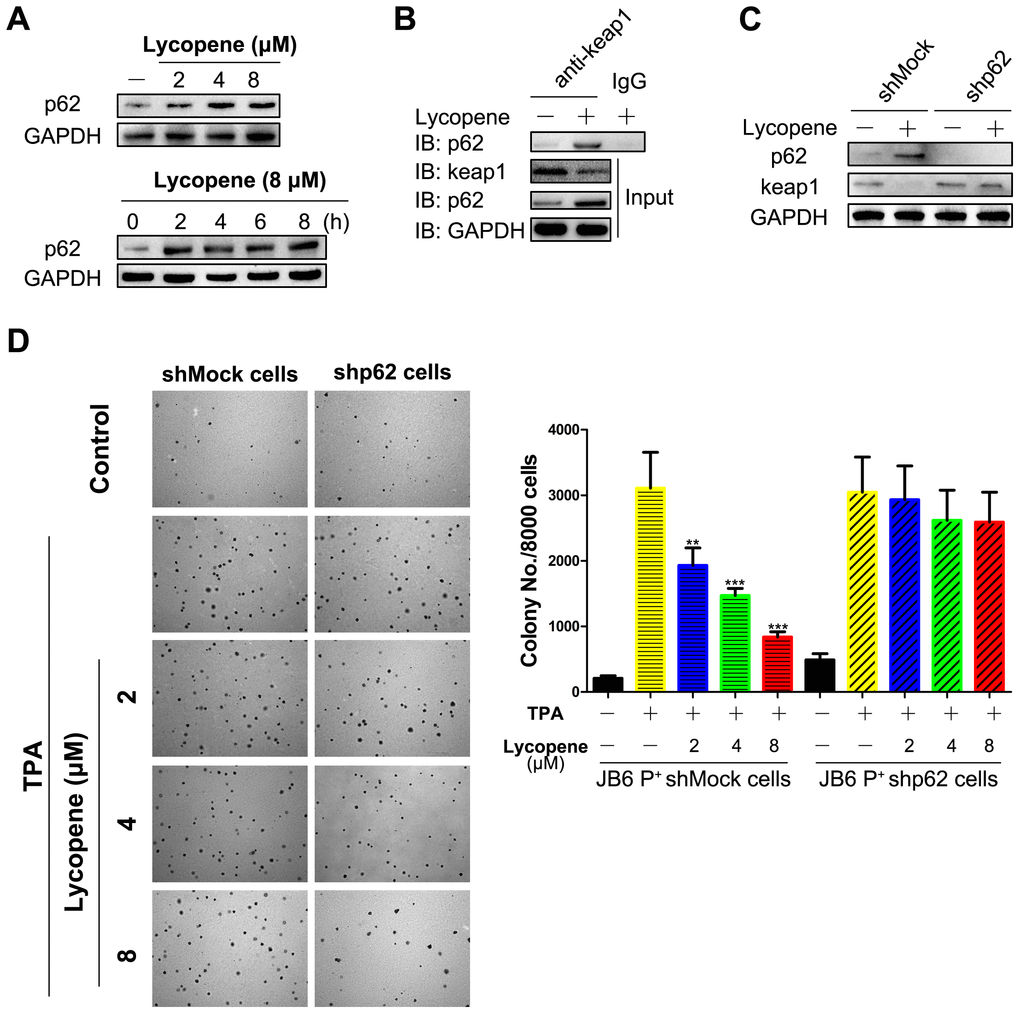 p62 mediates lycopene-induced keap1 degradation and cutaneous tumor prevention. (A) Time-dependent (bottom) and dose-dependent (top) study of p62 protein levels. Cells were pretreated with 8 μM lycopene for different times or with different doses of lycopene for 6 hours and then exposed with TPA for additional 2 hours, and the p62 was analyzed by western blot. (B) Cells were treated with lycopene for 4 hours and then exposed with TPA for additional 1 hours. Co-IP was done as described in Methods, and the immunoprecipitants were immunoblotted using antibodies for keap1, p62 and GAPDH. (C) Cells were transfected with shRNA specific for p62 or a nonspecific control shRNA for hours and then treated with lycopene (8 μM) for 6 hours and then TPA for 2 additional hours. Keap1 and p62 proteins were assayed by Western blot. (D) Inhibitory effect of lycopene pretreatment on the TPA-induced transformation of shMock- and shp62-transfected JB6 P+ cells. (right) Quantitative analysis of this soft agar assay (n=3). The data are presented as the mean ± SD. **p A, B, C, respectively.