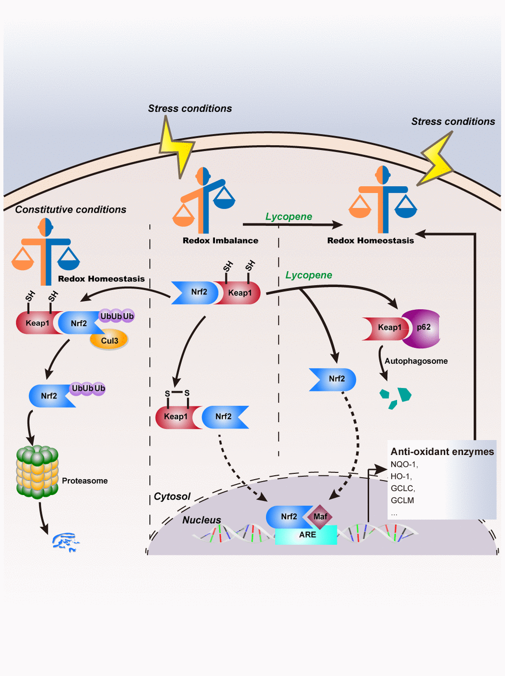 Schematic model of lycopene’s inhibitory effects on cutaneous tumor progression.