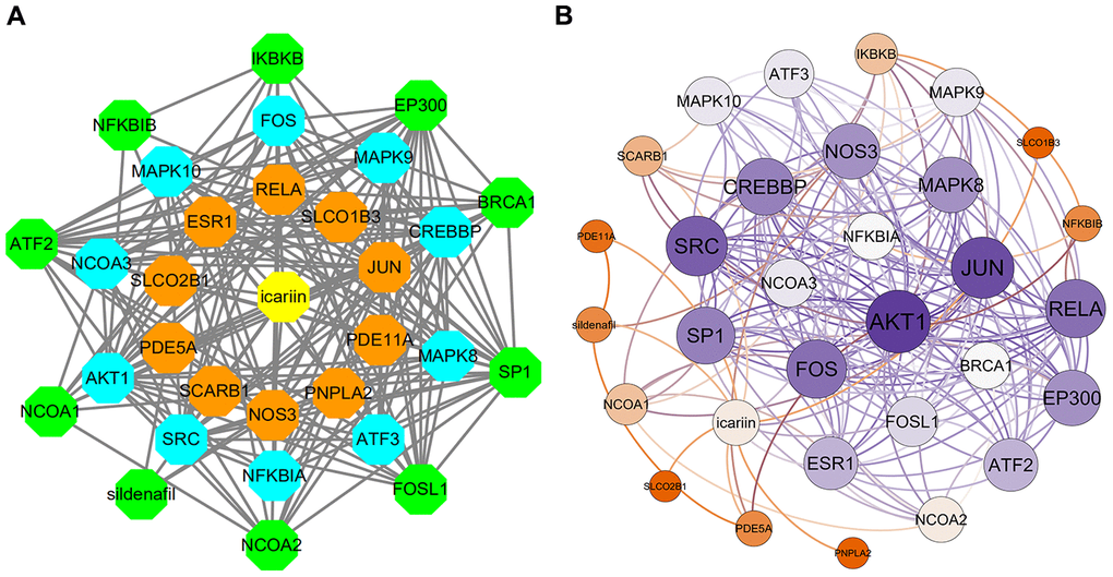The interaction networks of icariin-targeted genes. (A) Interaction network constructed by Cytoscape. (B) Weighted interaction network.