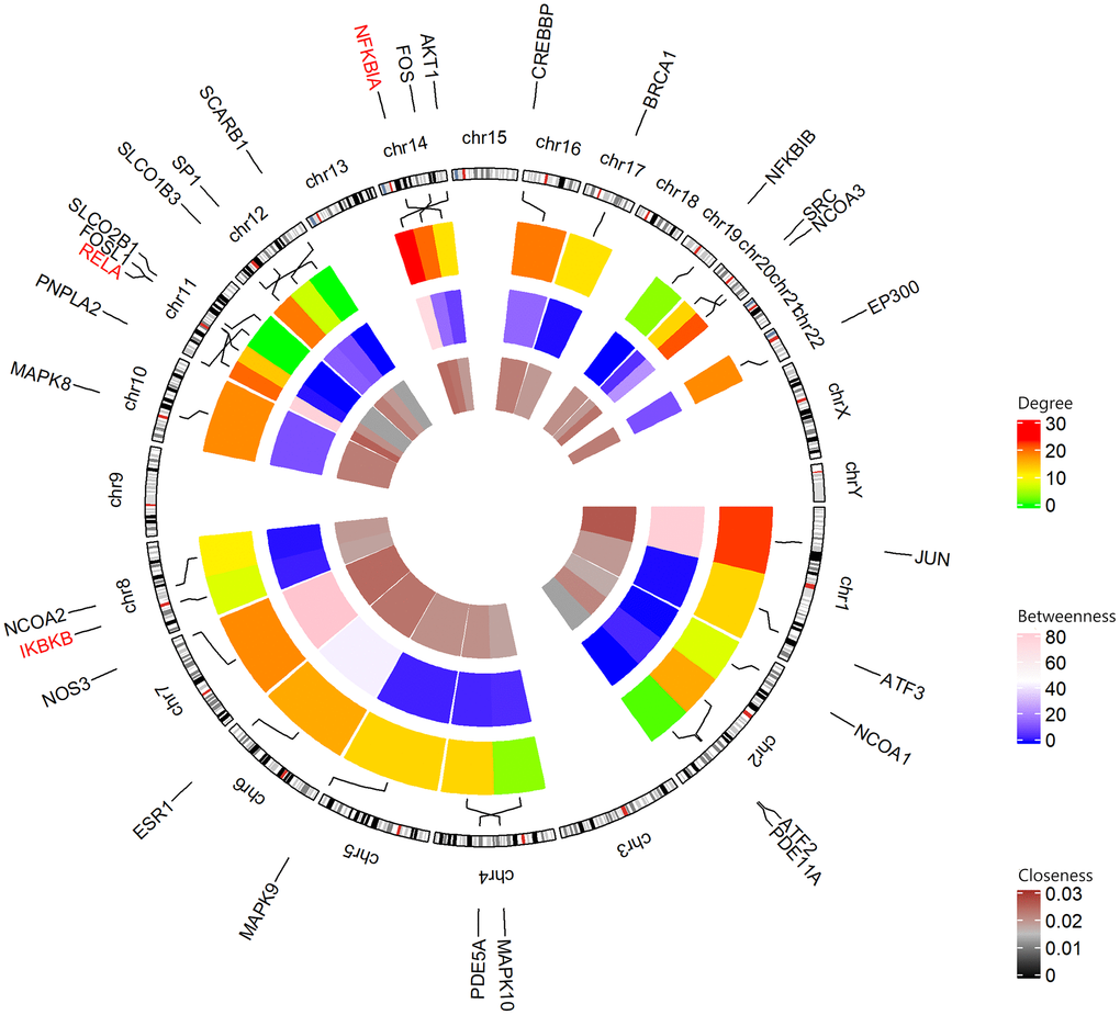 Circular visualization of chromosomal positions and connectivity of icariin-targeted genes. The names of the genes are shown in the outer circle. For the outer heatmap, red represents high degree, and green represents low degree. For the middle heatmap, pink represents high betweenness, and blue represents low betweenness. For the inner heatmap, brown represents high closeness, and black represents low closeness. Lines coming from each gene point to their specific chromosomal locations on the chromosomal circle. The three hub genes are shown in red.