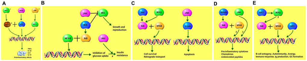 Icariin-targeted genes related to the top 5 shared KEGG pathways. (A) Icariin-targeted genes related to Toll-like receptor pro-inflammatory signaling: (1) PI3K-Akt signaling, (2) NF-kB, and (3) MAPK signaling pathway. (B) Icariin-targeted genes related to Adipocytokine signaling, and insulin resistance. (C) Icariin-targeted genes related to Neurotrophin signaling regulating cell survival and apoptosis. (4) JNK signaling pathway is involved in the process. (D) Icariin-targeted genes related to NOD-like receptor signaling pathway. (2) NF-kB, and (3) MAPK signaling pro-inflammatory pathways are involved. (E) Icariin-targeted genes related to B cell receptor signaling. (2) NF-kB pathway is involved, regulating B cell ontogeny, autoimmunity anergy, and immune responses.