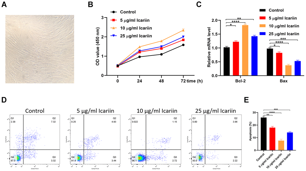 Icariin inhibits apoptosis of hMSC cells in vitro. (A) The cellular morphology of hMSCs; (B) CCK-8 proliferation assay of icariin-treated hMSCs; (C) Bcl-2 and Bax gene expression in icariin-treated hMSCs measured by qRT-PCR; (D, E) Apoptosis assessed by flow cytometry.