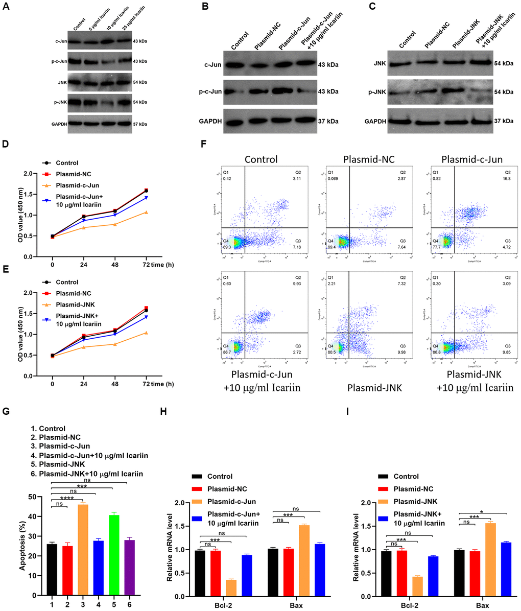 Icariin inhibits apoptosis of hMSCs by suppressing c-Jun/JNK signaling. (A) Expression of c-Jun, p-c-Jun, JNK, and p-JNK analyzed in icariin-treated hMSCs by western blotting; (B, C) Phosphorylation levels of c-Jun and JNK in hMSCs transfected with c-Jun or JNK plasmids and treated with icariin (10 μg/ml), analyzed by western blotting; (D, E) CCK-8 proliferation assay of icariin-treated hMSCs; (F) Apoptosis analyzed by flow cytometry of icariin-treated hMSCs; (G) Apoptosis analyzed in hMSCs transfected with c-Jun and JNK plasmids, and treated with icariin; (H, I) Bcl-2 and Bax mRNA levels analyzed by qRT-PCR.