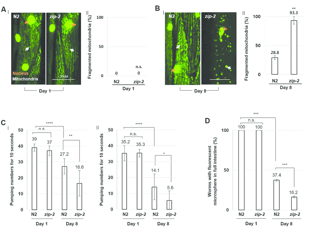 ZIP-2 mutation accelerates C. elegans aging. (A) (I) Representative images of mitochondrial morphologies in body wall muscle at day 1 of adulthood in wild-type (N2) (n=30) or zip-2(ok3730) mutant worms (n=30). The orange and white arrows indicate the nucleus and mitochondria of muscle cells, respectively. Scale bar: 20 μm. (II) Qualitative analysis of mitochondrial morphology observed at day 1 of adulthood in wild-type or zip-2(ok3730) mutant worms. Bars represent the proportion of worms with fragmented mitochondria. The n value represents total number of tested worms by three independent experiments. (B) (I) Representative images of mitochondrial morphologies in body wall muscle at day 8 of adulthood in wild-type (n=40) or zip-2(ok3730) mutant worms (n=35). (II) Qualitative analysis of mitochondrial morphology observed at day 8 of adulthood in wild-type or zip-2(ok3730) mutant worms. Bars represent the proportion of worms with fragmented mitochondria. The n value represents total number of tested worms by three independent experiments. (C) Pharyngeal pumping rate of 1-day wild-type (n=23), 1-day zip-2(ok3730) mutant worms (n=23), 8-day wild-type (n=18), and 8-day zip-2(ok3730) mutant worms (n=18). The n value represents total number of tested worms by two independent experiments. Error bars represent standard deviation (S.D.). (D) The proportion of worms with fluorescent microspheres in full intestine in 1-day wild-type (n=35), 1-day zip-2(ok3730) mutant worms (n=35), 8-day wild-type (n=54), and 8-day zip-2(ok3730) mutant worms (n=48). The n value represents total number of tested worms by three independent experiments. Shapiro-Wilk normality test was used to assess normal distribution of the samples. Significance was determined using a two-tailed, unpaired t-test. n.s.= not significant, ** P 