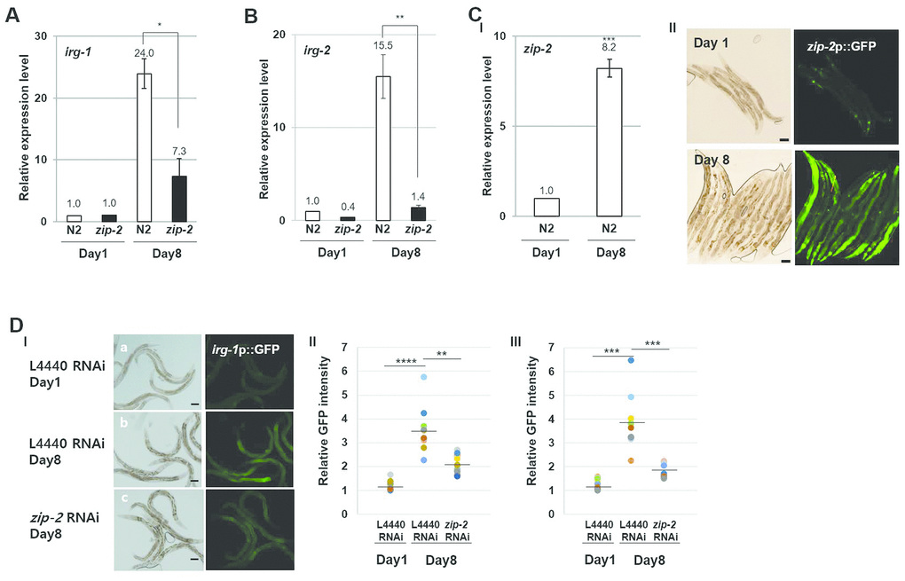 ZIP-2 activity increases in aging. (A) Relative expression levels of irg-1 in wild-type (N2) and zip-2(ok3730) mutant worms at day 1 and day 8 of adulthood. (B) Relative expression levels of irg-2 in wild-type and zip-2(ok3730) mutant worms at day 1 and day 8 of adulthood. (C) (I) Relative expression level of zip-2 in wild-type at day 1 and day 8 of adulthood. (II) Representative images of zip-2p::GFP expression pattern at day 1 or day 8 of adulthood in wild-type strains. Scale bar: 100 μm. All relative expression levels were assessed by qRT-PCR, normalized to act-3. Error bars represent SEM by three independent experiments. (D) (I) irg-1p::GFP expression pattern at day 1 of adulthood in L4440 RNAi worms (a). irg-1p::GFP expression pattern at day 8 of adulthood in L4440 RNAi worms (b) or zip-2 RNAi worms (c). Scale bar: 100 μm. (II and III) Relative GFP intensity in intestine. GFP intensity of individual worms was normalized to the minimum GFP intensity value among all GFP intensity values. Shown are the relative irg-1p::GFP intensities in L4440 RNAi worms (n=19) at day 1 of adulthood, in L4440 RNAi (n=19) and zip-2 RNAi (n=20) worms at day 8 of adulthood. The n value represents total number of tested worms by two independent experiments. Shapiro-Wilk normality test was used to assess normal distribution of the samples. Significance was determined using a two-tailed, unpaired t-test. * P 