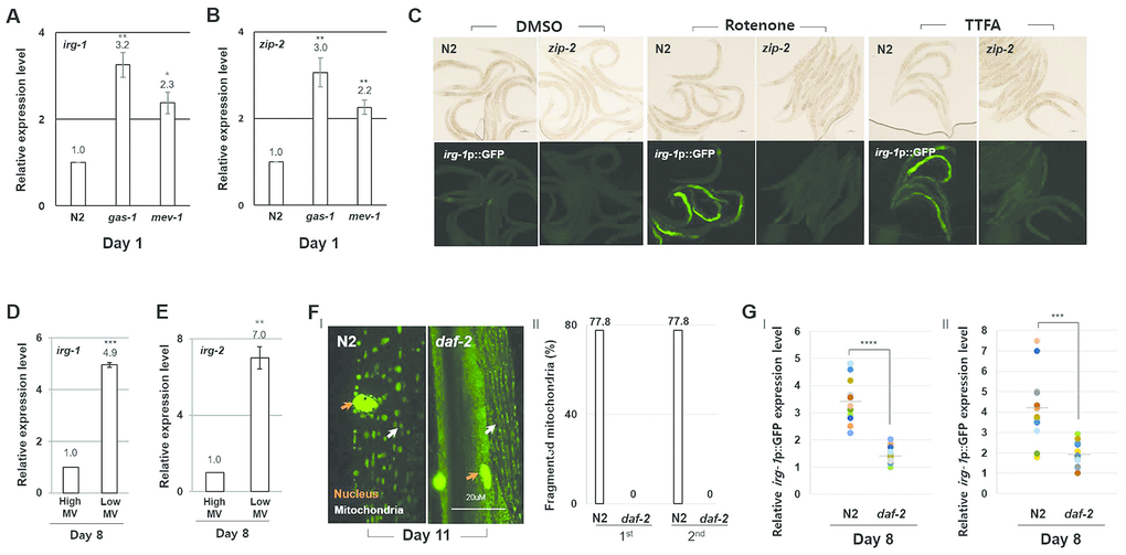 ZIP-2 activity increases in response to mitochondrial dysfunction. (A, B) Relative expression levels of irg-1 (A) and zip-2 (B) in wild-type (N2), gas-1(fc21) mutant, and mev-1(kn-1) mutant worms at day 1 of adulthood. (C) Representative images of irg-1p::GFP expression in DMSO, Rotenone (ETC complex I inhibitor) or TTFA (ETC complex II inhibitor) assay plates at day 1 of adulthood in wild-type or zip-2(ok3730) mutant worms. (D, E) Relative expression levels of irg-1 (D) and irg-2 (E) at day 8 of adulthood in worms with high MV or low MV. (F) (I) Representative images of mitochondrial morphologies in body wall muscle at day 11 of adulthood in wild-type strains (n=18) or daf-2(e1370) mutant strains (n=19). The orange and white arrows indicate the nucleus and mitochondria of muscle cells, respectively. Scale bar: 20 μm. (II) Qualitative analysis of mitochondrial morphology observed at day 11 of adulthood. Bars represent the proportion of worms with fragmented mitochondria. The n value represents total number of tested worms by two independent experiments. (G) Relative expression level of irg-1p::GFP in wild-type and daf-2(e1370) mutant worms at day 8 of adulthood. GFP intensity of individual worms was normalized to the minimum GFP intensity value among all GFP intensity values. Two independent experimental data. All relative expression levels were assessed by qRT-PCR, normalized to act-3. Error bars represent SEM by three independent experiments. Shapiro-Wilk normality test was used to assess normal distribution of the samples. Significance was determined using a two-tailed, unpaired t-test. * P 