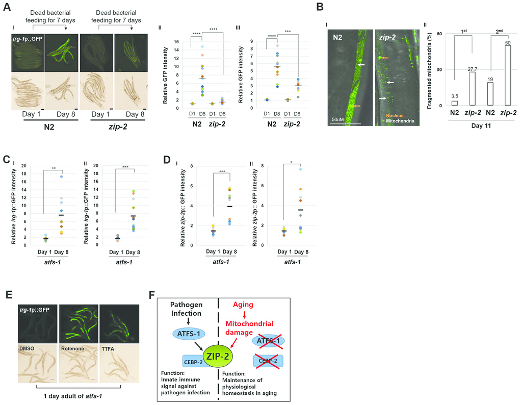 Aging and Pathogen Infection activate ZIP-2 through a distinct mechanism. (A) (I) irg-1p::GFP expression patterns of wild-type (N2) and zip-2(ok3730) mutant worms at day 1 or day 8 of adulthood. Each strain was transferred to dead bacterial plates at day 1 of adulthood. Scale bar: 100 μm. (II and III) Relative GFP intensity in intestine. D1 and D8 represent day 1 and day 8, respectively. GFP intensity of individual worms was normalized to the minimum GFP intensity value among all GFP intensity values. Two independent experimental data. (B) (I) Representative images of mitochondrial morphologies in body wall muscle at day 11 of adulthood in wild-type (n=49) and zip-2(ok3730) mutant worms (n=36). Scale bar: 50 μm. (II) Qualitative analysis of mitochondrial morphology observed at day 11 of adulthood in wild-type and zip-2(ok3730) mutant worms. Bars represent the proportion of worms with fragmented mitochondrial form. The n value represents total number of tested worms by two independent experiments. (C, D) Relative irg-1p::GFP (C) or zip-2p::GFP (D) intensity in atfs-1(gk3094) mutant worms at day 1 or day 8 of adulthood. Two independent experimental data. (E) irg-1p::GFP expression pattern at day 1 of adulthood of atfs-1(gk3094) in DMSO or Rotenone or TTFA assay plates. Scale bar: 100 μm. (F) A schematic diagram of ZIP-2 activation in aging or by pathogen infection and its biological functions in C. elegans. Shapiro-Wilk normality test was used to assess normal distribution of the samples. Significance was determined using a two-tailed, unpaired t-test. ** P 