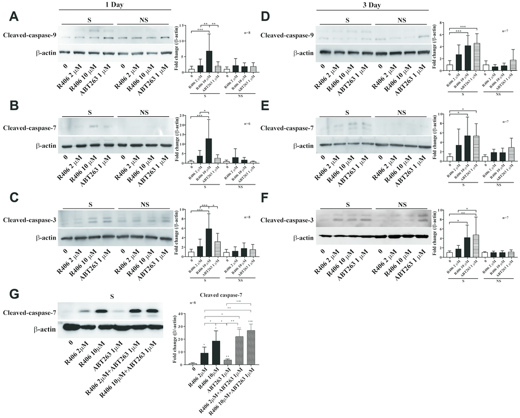 R406 induces cleavage of caspases in senescent HDFs. (A–C) Senescent (S) and non-senescent (NS) HDFs were treated with DMSO, R406 (2, 10 μM), and ABT263 (1 μM) for one day and then western blot assays using anti-caspase antibodies were conducted to determine senolytic effect by apoptosis. (D–F) Senescent and non-senescent HDFs were treated with DMSO, R406 (2, 10 μM), and ABT263 (1 μM) for three days and then monitored the level of cleaved-caspases by western blot analyses. (G) Senescent HDFs were respectively treated with single or combination of R406 and ABT263 for one day and then western blot assay with anti-caspase-7 antibody was conducted to determine apoptosis. *p0.05, **p.