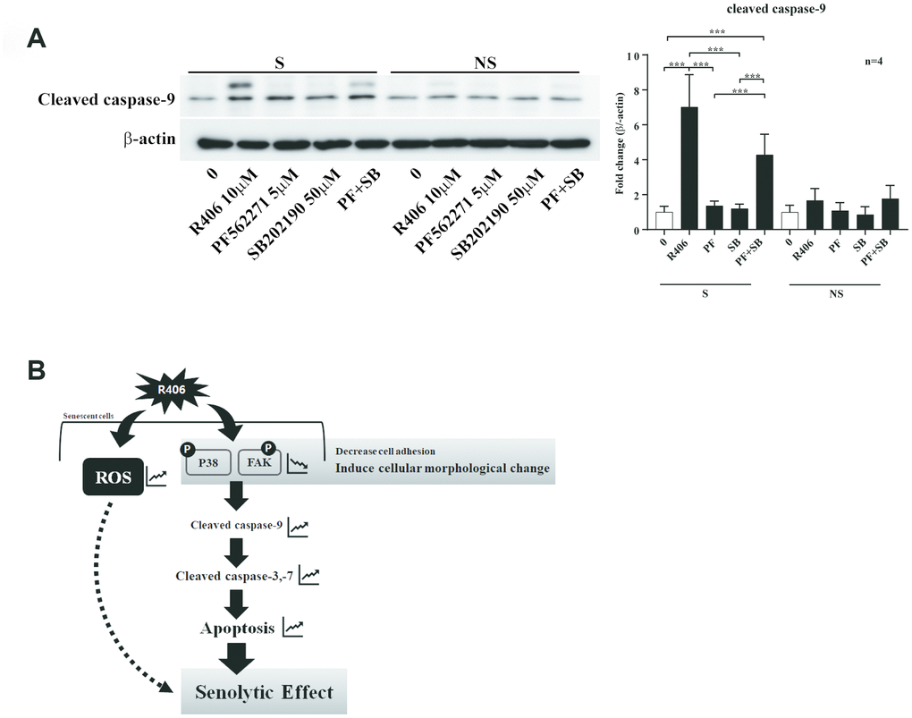 R406 induces senolytic effects via blocking the phosphorylation of p38 MAPK and FAK simultaneously. (A) Senescent (S) and non-senescent (NS) HDFs were respectively treated with DMSO, R406 (10 μM), PF562271 (5 μM), and SB202190 (50 μM) for one day and then western blot assay with anti-caspase-9 antibody was conducted to determine apoptosis. (B) Proposed mechanism of senolytic effect by R406. R406-induced cell death is mediated by inhibiting FAK and p38 activity as well as increasing ROS. *p