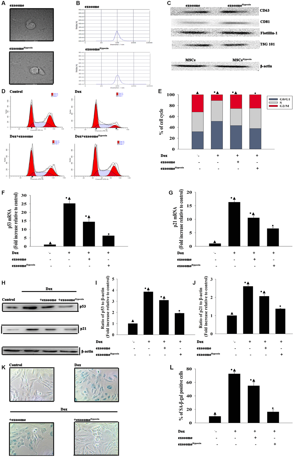 Exosomes derived from MSCs pretreated with hypoxia had a better cardioprotective effect. Confirmation of exosomal collection using TEM, NTA, and Western blot analysis. (A) Representative TEM image. (B) Size range of exosomes checked by NTA analysis. (C) Representative Western blot images showing that the exosomal marker CD63, CD81, Flotillin, and Tsg101 were highly expressed in exosome and exosomeHypoxia. β-actin in MSC lysate was examined. (D and E) Cell cycle distribution was analyzed. (F and G) p53 and p21 mRNA levels were analyzed using qRT-PCR. (H–J) p53 and p21 protein levels were analyzed using Western blot analysis. (K) Representative images of SA-β-gal staining. (L) Percentage of β-gal-positive cells. Each column represents the mean ± SD of three independent experiments. *P ▲P Hypoxia.