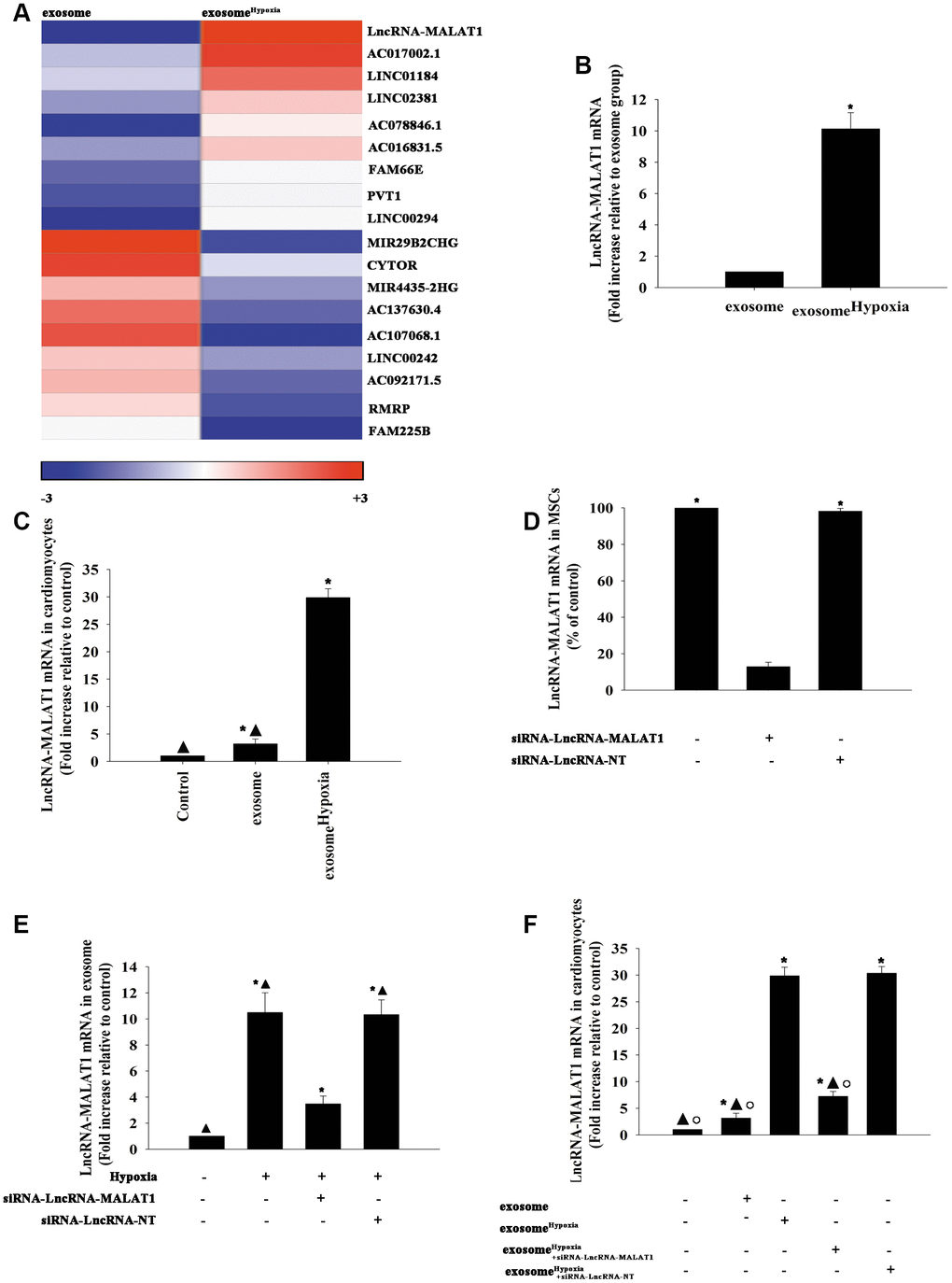 LncRNA-MALAT1 transferred by exosomes to cardiomyocytes. (A) Heat map of the lncRNAs differentially expressed between exosomes derived from MSCs pretreated with hypoxia (exosomeHypoxia) and exosomes derived from MSCs without any treatment (exosome). (B) Relative lncRNA-MALAT1 expression was validated by qRT-PCR in exosomeHypoxia and exosome; *P C) LncRNA-MALAT1 mRNA was examined by qRT-PCR in cardiomyocytes incubated with exosomeHypoxia or exosome. The cardiomyocytes without any treatment were used as control; *P ▲P Hypoxia. (D) The siRNA-mediated transfection efficiency in MSCs was demonstrated by qRT-PCR. *P E) LncRNA-MALAT1 mRNA in exosomes was examined by qRT-PCR. Each column represents the mean ± SD of three independent experiments. *P ▲P F) LncRNA-MALAT1 mRNA in cardiomyocytes was examined by qRT-PCR. *P ▲P Hypoxia; °P Hypoxia+siRNA-LncRNA-NT