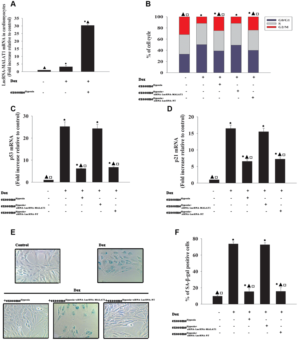 LncRNA-MALAT1 transferred by exosomes caused rejuvenation against Dox. (A) LncRNA-MALAT1 mRNA in cardiomyocytes was examined by qRT-PCR. *P ▲P B) Cell cycle distribution was analyzed. (C and D) p53 and p21 mRNA levels were analyzed by RT-qPCR. (E) Representative images of SA-β-gal staining. (F) Percentage of β-gal-positive cells. Each column represents the mean ± SD of three independent experiments. *P ▲P □P Hypoxia+siRNA-lncRNA-MALAT1.