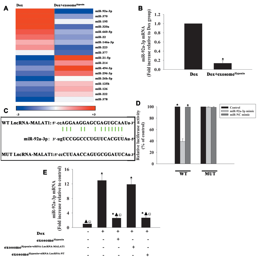 LncRNA-MALAT1 directly inhibited miR-92a-3p. (A) Heat map of microRNAs (miRs) differentially regulated by exosomeHypoxia in Dox-treated cardiomyocytes. (B) qRT-PCR validation of the differentially regulated miRs in cardiomyocytes. *P C) Binding sites of lncRNAs and miRs. (D) Dual-luciferase reporter. *P E) miR-92a-3p mRNA levels were analyzed by RT-qPCR. *P ▲P □PHypoxia+siRNA-lncRNA-MALAT1.