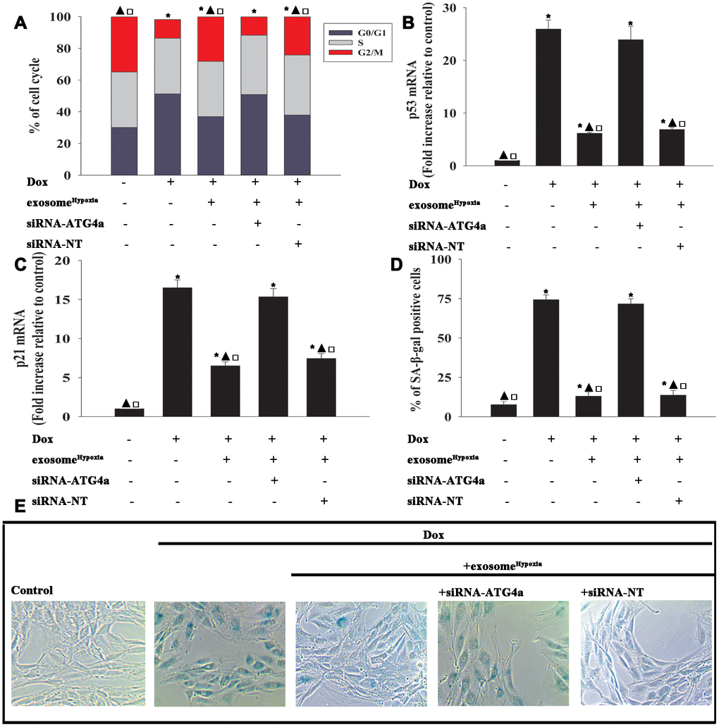 Exosomal lncRNA-MALAT1/miR-92a-3p activated ATG4a to cause rejuvenation. (A) Cell cycle distribution was analyzed. (B and C) p53 and p21 mRNA levels were analyzed by qRT-PCR. (D) Percentage of β-gal-positive cells. (E) Representative images of SA-β -gal staining. Each column represents the mean ± SD of three independent experiments. *P ▲P□P Hypoxia + siRNA-ATG4a.