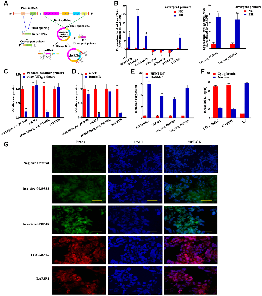 Validation of DE lncRNAs and DE circNAs. (A) Schematic diagram of validation patterns for DE lncRNAs and circRNAs. All samples were sequenced in the same batch. The screening criteria were log2 FC>1 or B) qRT-PCR expression analysis of 7 DE lncRNAs (left panel) and 2 DE circRNAs (right panel) in PBMNCs from 60 hypertensive subjects and 60 normotensive controls. (C) qRT-PCR analysis of relative RNA levels generated using random hexamer or oligo (dT)18 primers in reverse transcription experiments. Data are normalized to those generated using random hexamer primers. (D) qRT-PCR analysis of 2 DE circRNAs and their linear host transcripts after treatment with RNase R. (E) Expression of LOC646616, LAP3P2, hsa