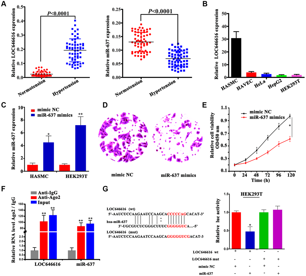 Interaction between LOC646616 and miR-637. (A) qRT-PCR analysis of relative LOC646616 and miR-637 expression in PBMNCs from hypertensive subjects and normotensive controls. (B) qRT-PCR analysis of relative LOC646616 expression in 5 cell lines. GAPDH was used for normalization. (C) qRT-PCR analysis of miR-637 expression in HASMCs and HEK293T cells transfected with miR-637 mimics or mimic NC. (D) Transwell invasion assay results from HASMCs transfected with miR-637 or mimic NC. (E) Results of CCK-8 viability assays in HASMCs with and without enforced miR-637 overexpression. (F) RIP assay results showing co-precipitation of LOC646616 and miR-637 by an Ago2 antibody in HASMCs. Verification of RIP products by qRT-PCR is also shown. (G) Bioinformatics evidence of the interaction between miR-637 and LOC646616, schematic diagram of the mutant LOC646616 luciferase reporter sequence, and results of luciferase activity assays in HEK293T cells co-expressing miR-637 mimics or mimic NC and reporter plasmids containing wild type (wt) or mutant (mut) LOC646616 sequences. Data are presented as the mean ± SD. *PP