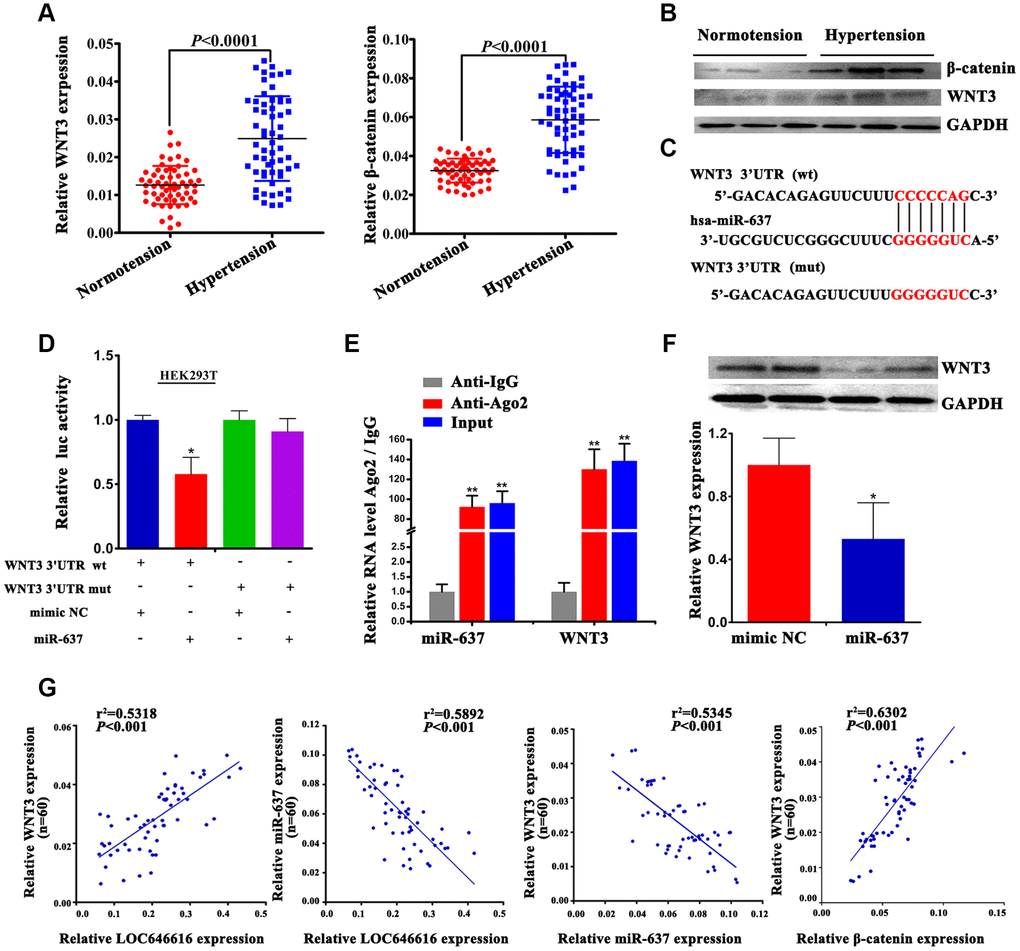 WNT3 interacts directly with miR-637. (A) qRT-PCR analysis of relative WNT3 and β-catenin expression in PBMNCs of hypertensive subjects and normotensive controls. (B) Western blot analysis of WNT3 and β-catenin levels in plasma of hypertensive subjects and normotensive controls. (C) Bioinformatics evidence of the interaction between miR-637 and the 3′-UTR of WNT3. Bottom: schematic diagram of the mutations in the WNT3 sequence used to create the mutant luciferase reporter construct. (D) Luciferase activity assay in HEK293T cells co-transfected with miR-637 mimics or mimic NC and luciferase report plasmids containing wild type (wt) or mutant (mut) WNT3 3′ UTR and. (E) RIP assay results showing co-precipitation of miR-637 and WNT3 mRNA complexes by an Ago2 antibody in HASMCs. Validation data obtained by qRT-PCR are also shown. (F) Western blot analysis of WNT3 levels in HASMCs transfected with miR-637 mimics or mimic NC. Expression data are normalized to GAPDH. (G) Spearman's correlation analysis of the relationship between LOC646616, WNT3, and miR-637 levels, and between WNT3 and β-catenin levels in our hypertensive cohort. Data are presented as the mean ± SD. n = 3 biologically independent samples. *PP