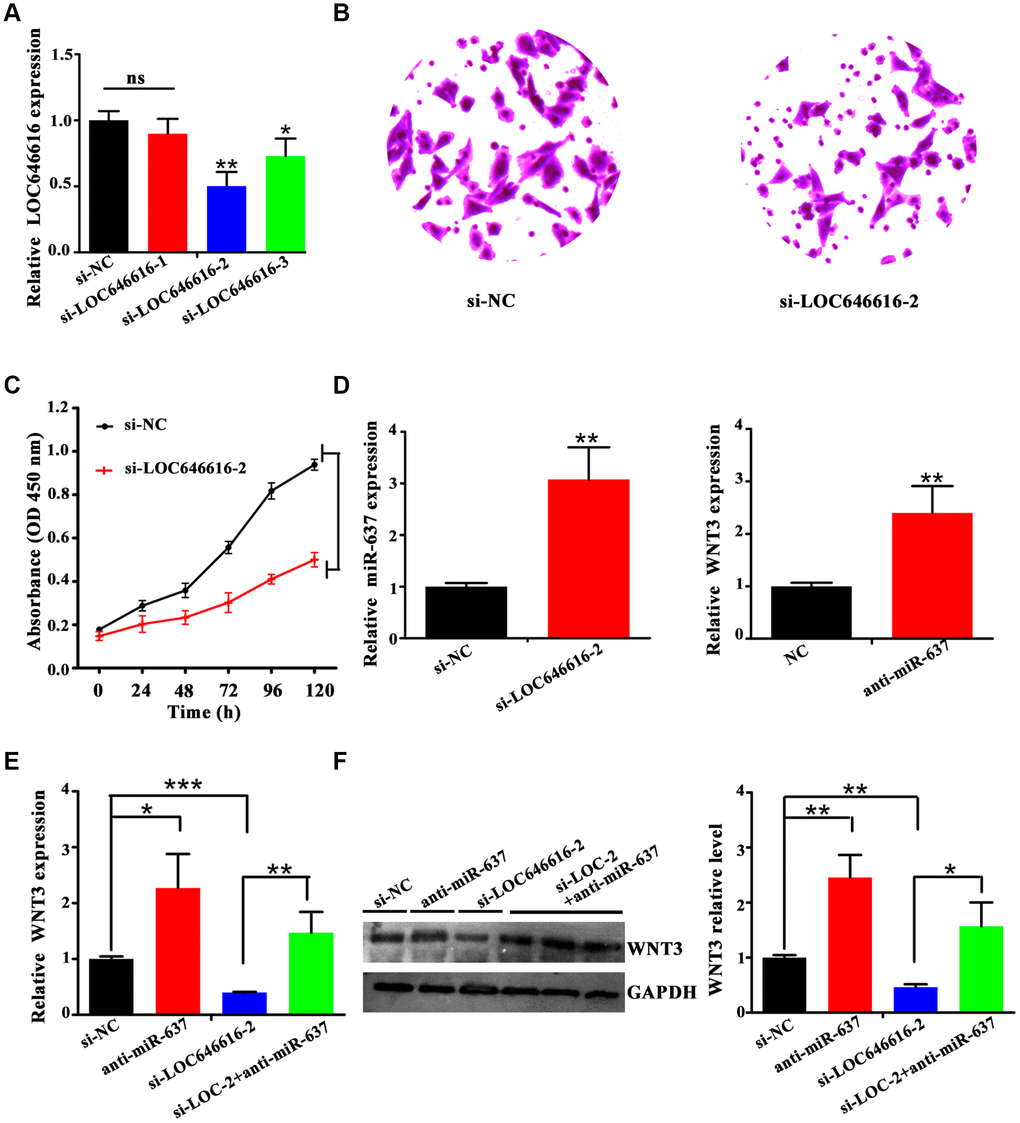 LOC646616 increases WNT3 expression by sponging miR-637. (A) qRT-PCR analysis of LOC646616 expression in HASMCs transfected with control siRNA (si-NC) or with 3 siRNA variants targeting LOC646616. (B, C) Results of Transwell invasion and viability (CCK-8) assays conducted in HASMCs transfected with si-LOC646616-2. (D) Left panel: relative miR-637 expression in HASMCs transfected with si-NC or si-LOC646616-2. Right panel: relative WNT3 mRNA expression in HASMCs transfected with NC or anti-miR-637. (E, F) WNT3 mRNA (left panel) and protein (middle and right panel) levels in HASMCs following knockdown of LOC646616 (si-LOC-2) with/without concurrent inhibition of miR-637. *PPP