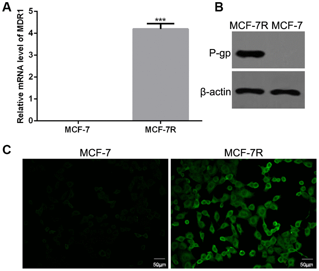 Expression of P-glycoprotein (P-gp) in MCF-7 and MCF-7R cells. (A) The mRNA levels of multi-drug resistance (MDR1) gene in MCF-7 and MCF-7R cells by qRT-PCR. (B) The protein expression of P-gp in MCF-7 and MCF-7R cells using western blotting. (C) The expression of P-gp in MCF-7 and MCF-7R cells by cell immunofluorescence.