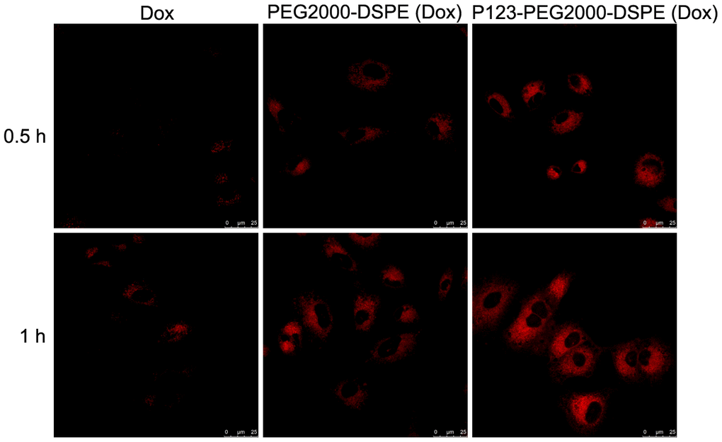 Cellular uptake of Dox, PEG2000-DSPE (Dox) or P123-PEG2000-DSPE (Dox) by MCF-7R cells. Confocal images of MCF-7R cells treated with Dox, PEG2000-DSPE (Dox) or P123-PEG2000-DSPE (Dox) at 10 μg/mL for 0.5 and 1 h.