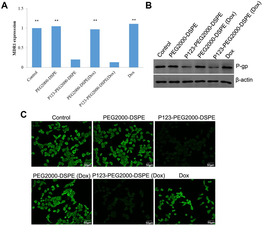 P123-PEG2000-DSPE (Dox) and P123-PEG2000-DSPE inhibited the expression of P-glycoprotein (P-gp) in MCF-7R cells. (A) The mRNA levels of multi-drug resistance (MDR1) gene in MCF-7R cells treated with PBS (control), PEG2000-DSPE, P123-PEG2000-DSPE, Dox, PEG2000-DSPE (Dox) and P123-PEG2000-DSPE (Dox) by qRT-PCR. (B) The protein expression of P-gp in MCF-7R cells underwent various treatments using western blotting. (C) The expression of P-gp in MCF-7R cells underwent various treatments by cell immunofluorescence.