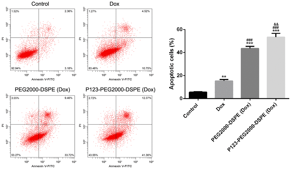P123-PEG2000-DSPE (Dox) induced cell apoptosis in MCF-7R cells. Cell apoptosis rate of MCF-7R cells treated with PBS (control), Dox, PEG2000-DSPE (Dox) or P123-PEG2000-DSPE (Dox) by flow cytometry analysis. **P ###P &&P 