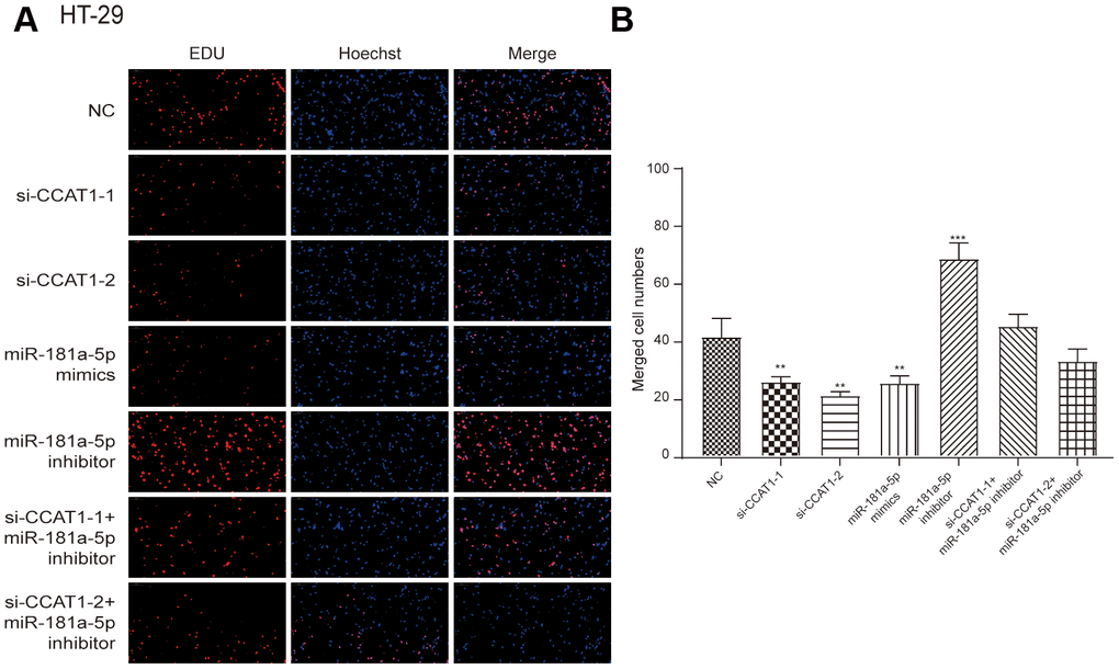 EdU stain assay. (A) The results showed that si-CCAT1-1, si-CCAT1-2 and miR-181a-5p mimics significantly inhibited the proliferation of HT-29 cells, whereas miR-181a-5p inhibitor significantly promoted cell proliferation. (B) The bar chart indicated that the merged cell number was significantly decreased after knock down of CCAT1 in HT-29 cell lines. All assays were performed three times.