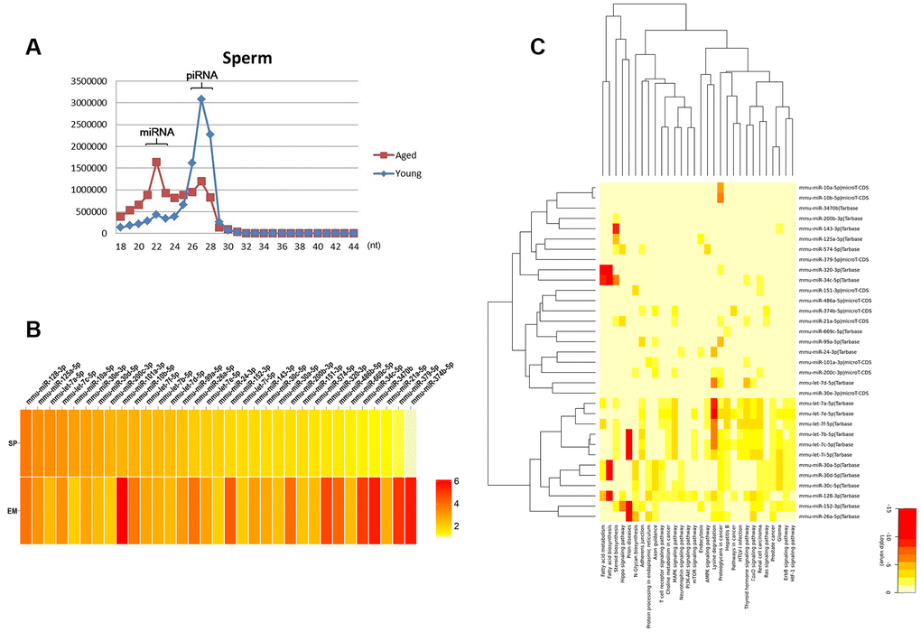 Aberrant expression of miRNAs in the sperm of aging males. (A) The distribution of miRNAs and piRNAs in the sperm of the aged and the young males. (B) The 33 miRNAs co-upregulated in the sperm and embryos of the aged compared to the young group. (C) The potential pathways of the 33 miRNAs predicted by the online bioinformatics tool mirPath.