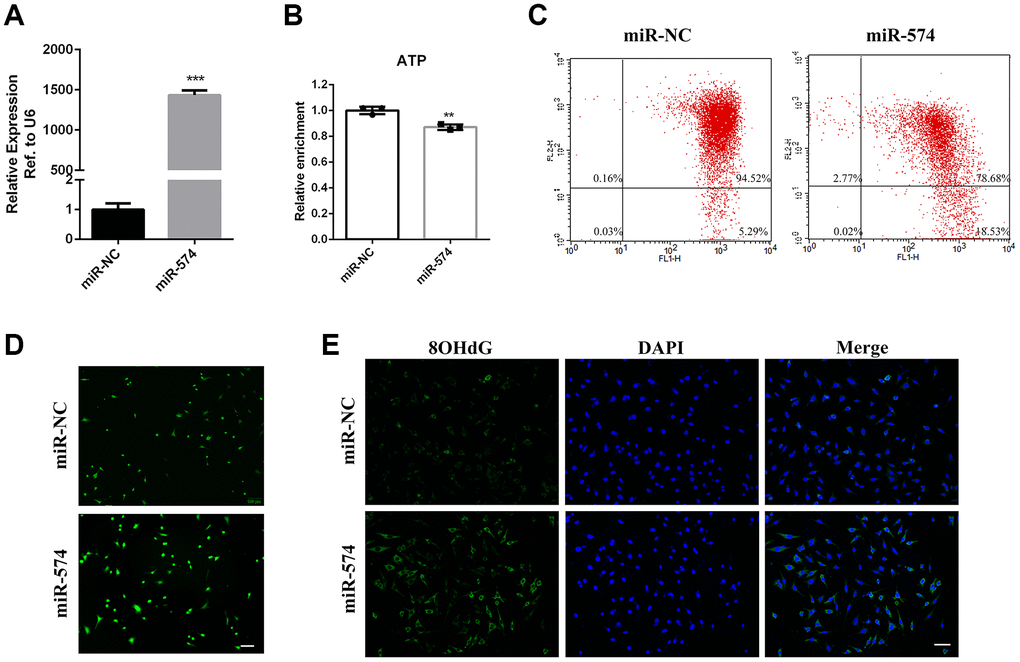 Overexpression of miR-574 impaired mitochondrial function and reduced cellular ATP production. (A) MiR-574 overexpression efficiency detection in GC2 cells transfected with miR-574 mimic. (B) Overexpression of miR-574 decreased intracellular ATP levels. (C) The mitochondrial membrane potential of the miR-574 overexpression group was significantly inhibited compared with control groups, as assayed by flow cytometry. (D) MiR-574 increased the intracellular ROS levels in GC2 cells. Scale bar=100 μm. (E) Immunofluorescence was used to detect intracellular 8-OHdG levels. MiR-574 significantly increased intracellular 8-OHdG (green) levels compared with the control group. The nuclei were stained blue with 4,6-diamidino-2-phenylindole (DAPI). Scale bar=100 μm.