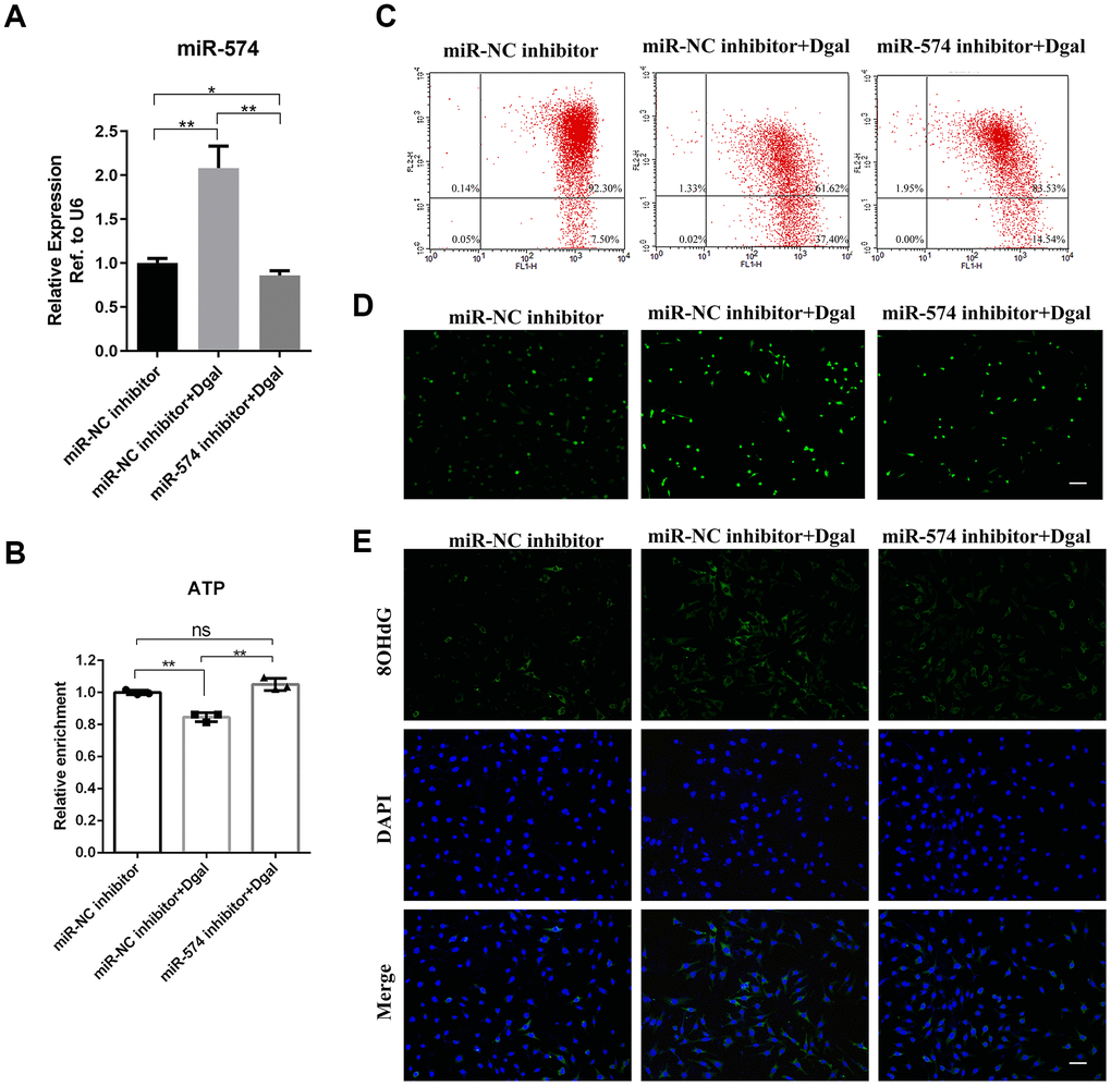 MiR-574 depletion relieved mitochondrial dysfunction and increased cellular ATP production. (A) MiR-574 was upregulated in GC2 cells by treatment with D-gal (50 mmol/L) and reduced after miR-574 inhibitor addition. (B) D-gal significantly inhibited the ATP levels, and miR-574 inhibitor alleviated D-gal induced ATP decrease. (C) The mitochondrial membrane potential of the D-gal group was significantly inhibited compared with control groups, and miR-574 inhibitor mitigated the D-gal induced mitochondrial membrane potential abnormalities, as assayed by flow cytometry. (D, E) D-gal significantly increase the cellular ROS and 8-OHdG levels, and miR-574 inhibitor relieved this increase. The nuclei were stained with 4,6-diamidino-2-phenylindole (DAPI). Scale bar=100 μm.