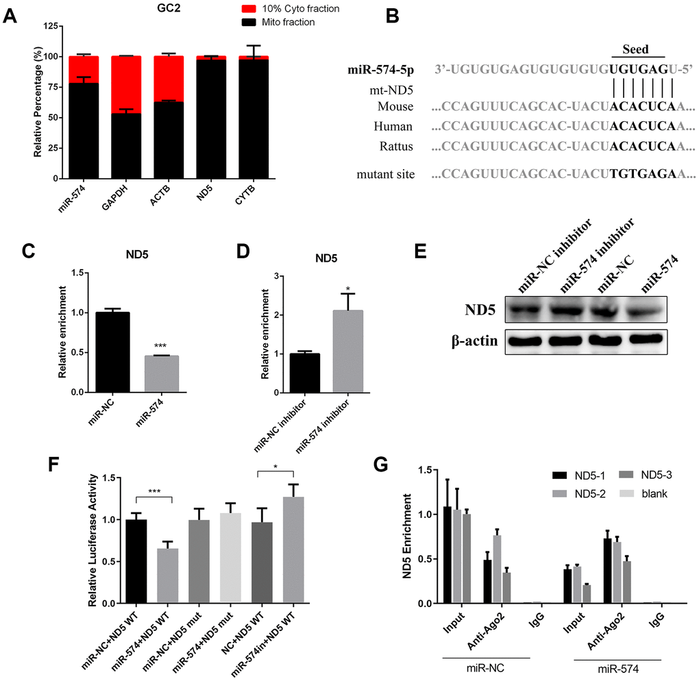 MiR-574 regulated mitochondrial function by directly targeting mt-ND5. (A) MiR-574 and positive control genes were detected in the mitochondrial fraction and cytoplasmic fraction in GC2 cells. (B) The putative site at which miR-574 binds to mt-ND5 in multiple species, the mutant vector was constructed by mutating miR-574 binding sites in mt-ND5. (C, D) mRNA levels of mt-ND5 in GC2 cells transfected with miR-574 mimic/inhibitor or their respective controls. ***p E) Protein levels of mt-ND5 in GC2 cells transfected with miR-574 mimic/inhibitor or their respective controls. β-Actin was used to normalize the WB results. (F) Luciferase activity in GC2 cells co-transfected with miR-574 mimic/inhibitor or their respective controls and the WT/Mut luciferase reporter. (G) Anti-Ago2 RIP was performed in GC2 cells transiently overexpressing miR-574 or negative control, followed by qRT-PCR to detect mt-ND5 associated with Ago2.