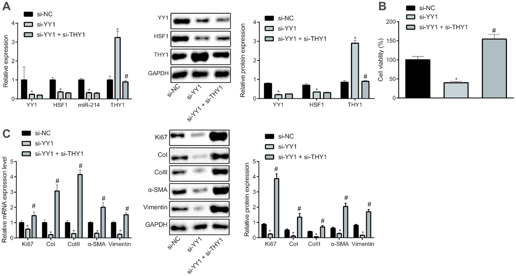 YY1/HSF1/miR-214/THY1 regulates the proliferation and fibrogenic transformation of HEPFs. (A) The expression of YY1, HSF1, miR-214 and THY1 determined by RT-qPCR, and the expression of YY1, HSF1, and THY1 proteins measured by western blot analysis in the HEPFs transfected with si-NC, si-YY1 or si-YY1 and si-THY1 in combination; (B) The cell viability assessed by CCK8 after transfection with si-NC, si-YY1 or si-YY1 and si-THY1 in combination; (C) The mRNA and protein expression of cell proliferation marker Ki67 and fibrosis biomarkers CoI, CoIII, α-SMA and vimentin in the HEPFs transfected with si-NC, si-YY1 or si-YY1 and si-THY1 in combination measured by RT-qPCR and western blot analysis. Statistical data were measurement data, and presented as mean ± standard deviation. Unpaired t-test was used for comparison between the two groups, and one-way ANOVA with Tukey's post hoc test was employed for comparisons among multiple groups. *, p vs. cells transfected with si-NC, #, p vs. cells transfected with si-YY1. The experiment was independently repeated three times.