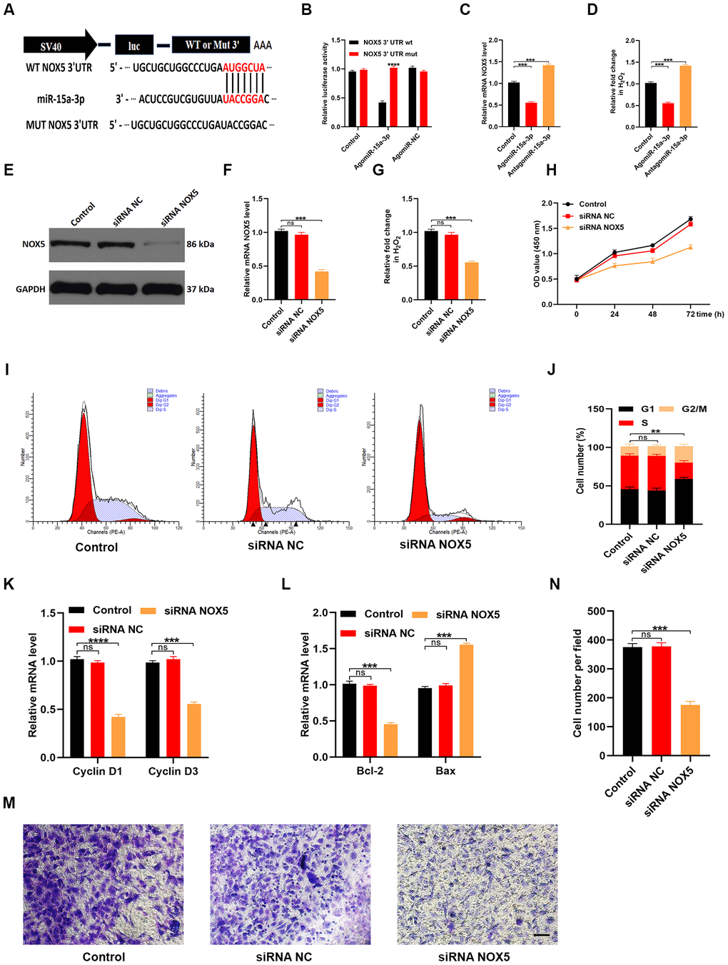 MiR-15a-3p inhibits the NOX5/ROS signaling pathway. (A, B) The binding between miR-15a-3p and NOX5 was demonstrated with a luciferase reporter assay. (C) The effects of miR-15a-3p on NOX5 levels were assessed using qRT-PCR. (D) The intracellular release of ROS was measured in the three groups. (E, F) WB and qRT-PCR analyses were used to detect the efficacy of NOX5 siRNA. (G) The release of ROS decreased when NOX5 was silenced. (H) A CCK-8 assay was applied to assess cell proliferation after different treatments. (I, J) Flow cytometry was used to quantify the cell cycle distribution in treated cells. (K) The proliferation-related genes Cyclin D1 and Cyclin D3 were assessed using qRT-PCR. (L) The apoptosis-related genes Bcl-2 and Bax were assessed using qRT-PCR. (M, N) A Transwell migration assay was used to assess the effects of miR-15a-3p on HUVEC migration; scale bar: 100 μm. Data are the means ± SDs of three independent experiments. *p 