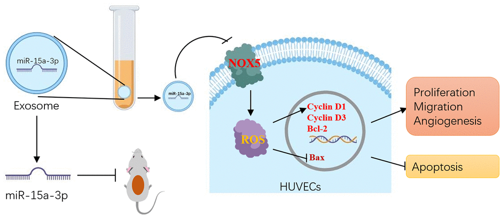 Schematic diagram of the proposed mechanisms by which inhibiting circulating exosomal miR-15a-3p enhanced the angiogenesis and survival of HUVECs.