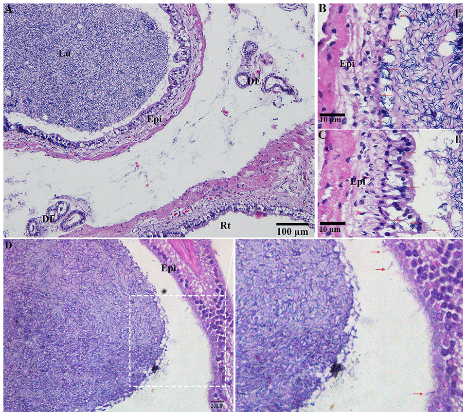 Light microscopy of epididymis within the testis of turtle. Spermatozoa storage during hibernation (A–C) and non-hibernation. (D) Red arrow showed interaction of spermatozoa with epididymal epithelia. DE: ductuli efferent; Epi: Epididymis; Lu: Lumen; Rt: rete testis. Scale bar: (A) 100 μm, (B, C) 10μm, (D) 20 μm.