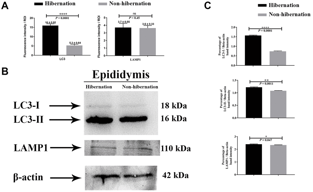 Protein immunostaining in the epididymis of turtle. Fluorescent intensity (A) and immunoblots protein expression (B, C) of LC3 and LAMP1 in epididymis during hibernation and non-hibernation period. Data presented as mean ± S.E.M. NS: non-significant.