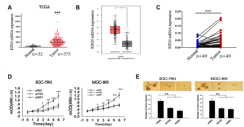 Analysis of the elevated expression and role of KIF23 in GC. (A) TCGA dataset analysis of KIF23 gene expression in normal and tumor tissues. (B) The expression of KIF23 in gastric cancer was analyzed by using an online tool GEPIA. (C) Q-PCR analysis of KIF23 gene expression in 49 pairs of GC and matched tissues from our own hospital. (D) MTT cell viability assay was performed in SGC-7091 and MGC-803 cells with KIF23 knockdown at different days. (E) Deletion of KIF23 to observe its effect on tumor sphere formation capacity in SGC-7901 and MGC-803 cells. Representative photographs of the tumor spheres and the statistical analysis are shown. Data are the means ± SEMs of three independent experiments. * p 