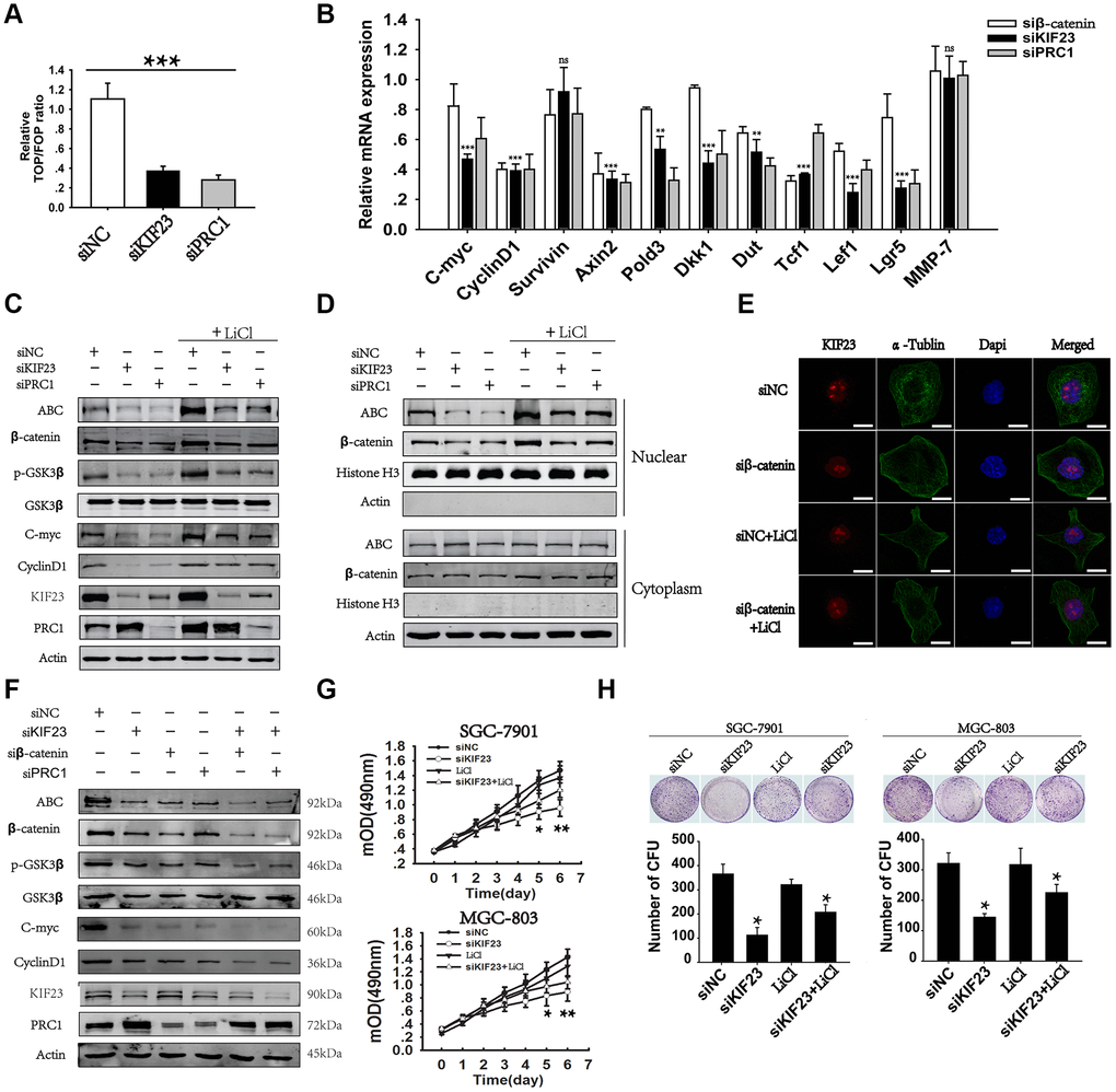 Loss of KIF23 impaired the Wnt/β-catenin signaling pathway in GC. (A) TCF luciferase reporter plasmid and its mutant plasmid were constructed and transfected into MGC-803 cells. Changes in endogenous Wnt/TCF reporter activity in MGC-803 cells after silencing of KIF23 or PRC1 were analyzed. (B) Q-PCR analysis of the effects of KIF23 and PRC1 silencing on 11 Wnt target genes in MGC-803 cells. (C) Western blot analysis of the levels of KIF23, β-catenin activation and Wnt targets in MGC-803 cells treated with siNC, KIF23 siRNA (siKIF23) or PRC1 siRNA (siPRC1) with or without LiCl for activation of the Wnt/β-catenin signaling pathway overnight. (D) Nuclear and plasma proteins were extracted, and Western blot analysis of β-catenin activation was performed to reveal the distribution of β-catenin in nuclear and cytoplasmic fractions (Histone H3: nuclear protein marker, actin: cytoplasmic protein marker). (E) Immunofluorescence staining for nuclear β-catenin after siRNAs application. β-catenin was labeled in red, and the cytoskeleton protein was labeled in green. (F) Western blot analysis of β-catenin activation and Wnt targets after rescue of PRC1 levels with siRPC1. Actin was used as the loading control. Cell growth (G) and colony formation assays (H) were performed after KIF23 knockdown and LiCl activation. All experiments were repeated at least three times. Statistically significant differences are indicated.* p 