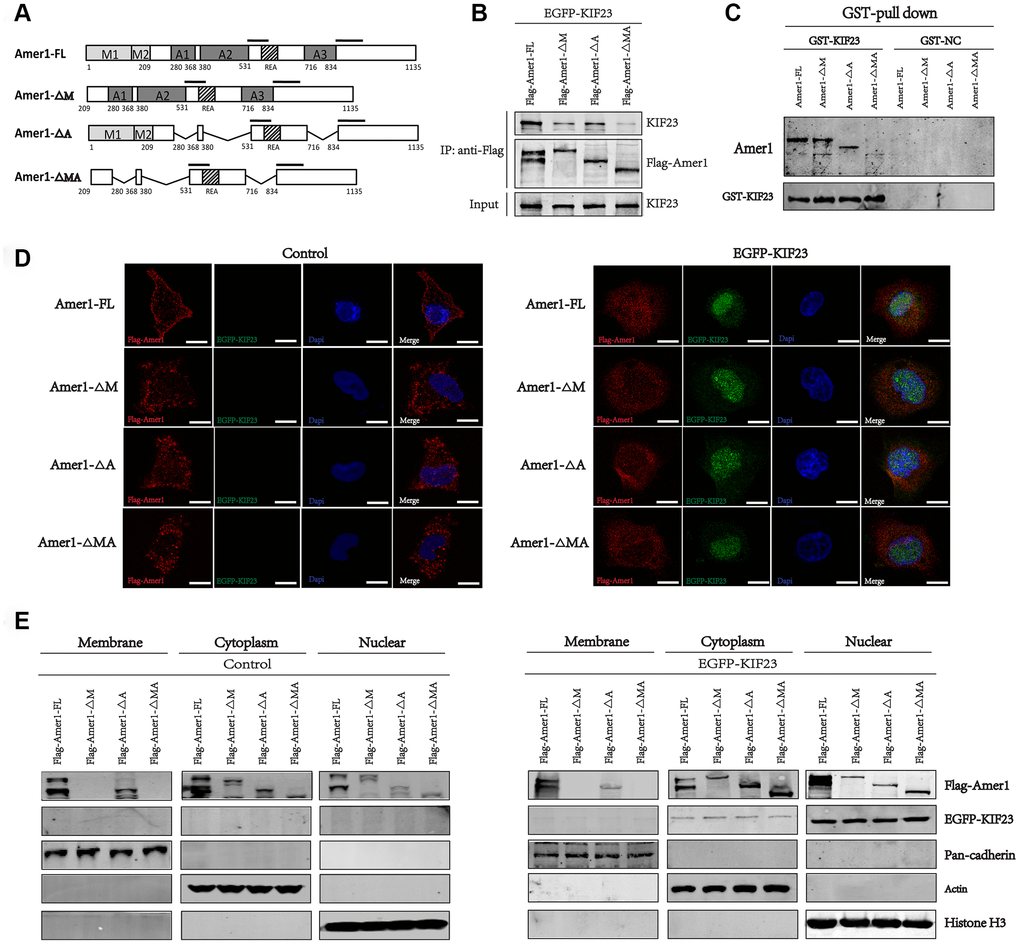 KIF23 combined with the membrane localization and APC-binding domains within Amer1. (A) Amer1-FL (full length) and its three truncation mutants were constructed, namely, ΔM (lacking the N-terminal membrane localization domains, MLD), ΔA (lacking the APC-binding domains, ABD) and ΔMA (lacking the membrane localization domains and APC-binding domains). Coimmunoprecipitation (B) and GST-pull down (C) of FLAG-tagged Amer1 with eGFP-tagged KIF23 after transient transfection of 293T cells as indicated. Immunofluorescence staining (D) and western blot analysis (E) for the distribution of Amer1 and KIF23 in MGC-803 cells after transfection with eGFP-tagged KIF23 or control plasmid and FLAG-tagged Amer1-FL or its three truncation mutants.