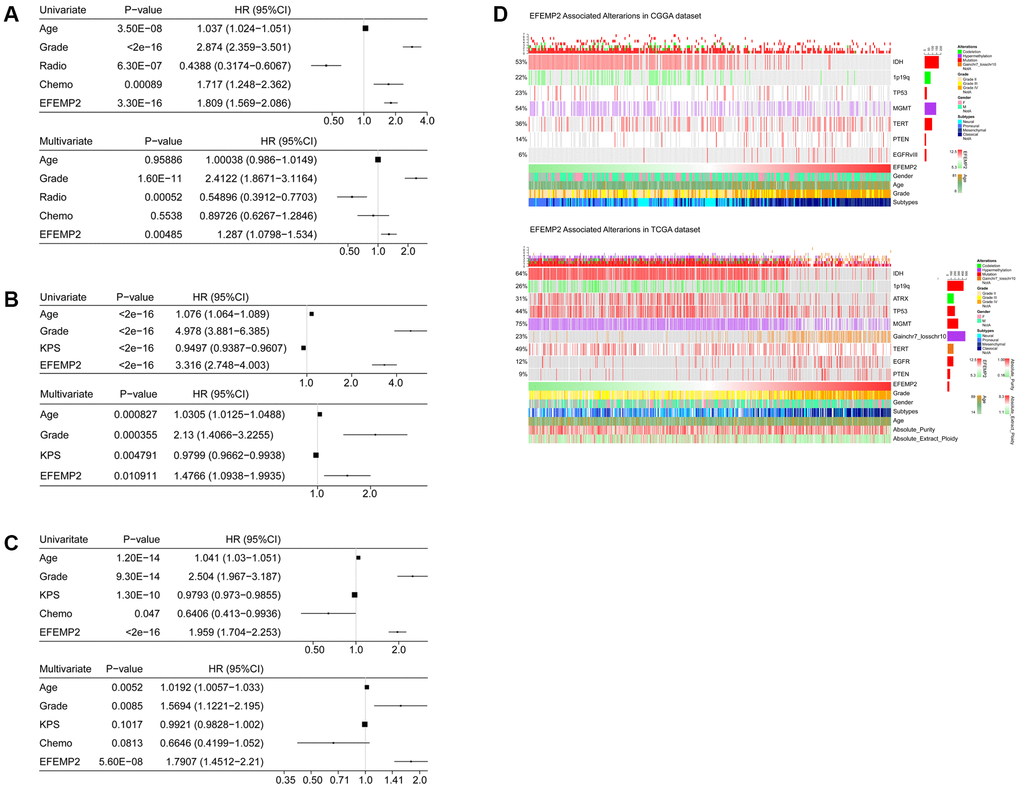 Univariate and Multivariate Cox regression analyses and correlations with classic genetic alterations of EFEMP2.(A–C) Univariate and Multivariate Cox regression analyses of EFEMP2 expression level and several other clinical variables in CGGA and TCGA mRNA sequencing data, and GSE16011 data. (D) Correlations of EFEMP2 with classic genetic alterations of glioma. Grey background indicates wild-type or intact genes or chromosomes.