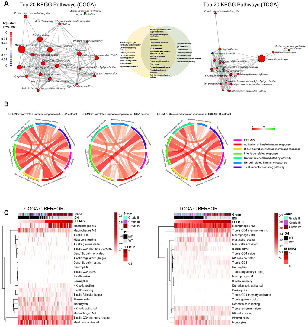 EFEMP2 is closely correlated with immune microenvironment of glioma. (A) Top 20 KEGG pathways derived from Gene Ontology analyses for EFEMP2 in CGGA and TCGA dataset. Thirteen KEGG pathways are overlap between the top 20 pathways of each dataset. (B) Pearson correlation analysis of EFEMP2 expression levels and immune responses in CGGA and TCGA datasets. Color depth and width of the bands represent the degrees of correlation. (C) Component types of the immune cells infiltrated into glioma are analyzed with CIBERSORT in CGGA and TCGA datasets.