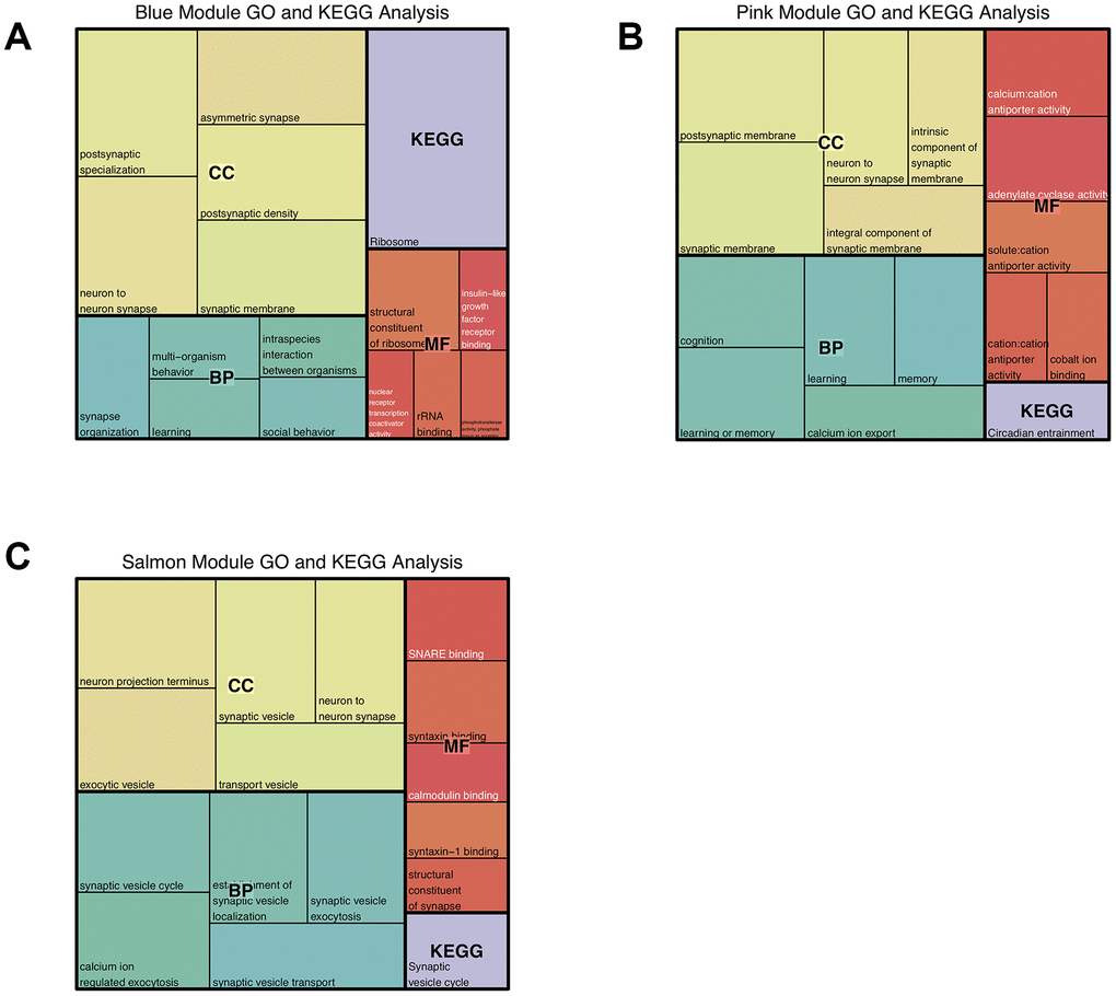 Gene Ontology and KEGG pathway enrichment analysis of the modules significantly related to prenatal nutrition deficiency in the hippocampus. (A) Top 5 terms significantly enriched in the blue module; (B) Top 5 terms significantly enriched in the pink module; (C) Top 5 terms significantly enriched in the salmon module.