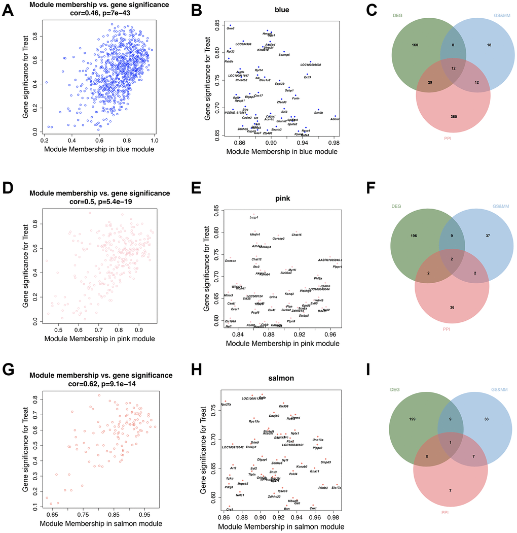 Identification of final hub genes from the hippocampus tissue. Scatter plotting of the correlation between gene significance (GS) and module membership (MM), top 50 module genes with high GS and MM, and Venn diagram of the overlapping genes belonging to the PPI network with degree ≥ 5, top 50 module genes with high GS and MM, and the differentially expressed genes (DEGs) in the blue (A–C), pink(D–F), and salmon (G–I) modules.