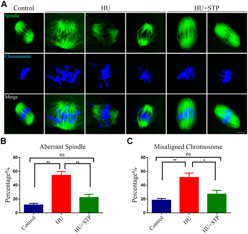 Effects of STP on the spindle assembly and chromosome alignment in HU-exposed oocytes. (A) Representative images of spindle morphology and chromosome alignment in control, HU-exposed, and STP-supplemented oocytes. M I Oocytes were immunostained with α-tubulin-FITC antibody to visualize the spindles and counterstained with Hoechst to visualize the chromosomes. Scale bar, 2.5 μm. (B) The rates of aberrant spindles were recorded in control, HU-exposed, and STP-supplemented oocytes. (C) The rates of misaligned chromosomes were recorded in control, HU-exposed, and STP-supplemented oocytes. Data of (B, C) were presented as mean percentage (mean ± SEM) of at least three independent experiments. *P 
