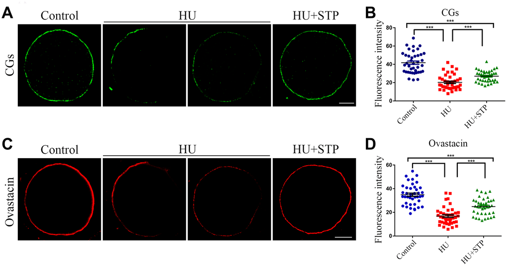Effects of STP on the distribution of CGs and ovastacin in HU-exposed oocytes. (A) Representative images of CG dynamics in control, HU-exposed and STP-supplemented oocytes. Scale bar, 20 μm. (B) The fluorescence intensity of CGs was measured in control, HU-exposed and STP-supplemented oocytes. (C) Representative images of ovastacin dynamics in control, HU-exposed and STP-supplemented oocytes. Scale bar, 20 μm. (D) The fluorescence intensity of ovastacin was measured in control, HU-exposed and STP-supplemented oocytes. Data of (B, D) are presented as mean percentage (mean ± SD) of at least three independent experiments. ***P 