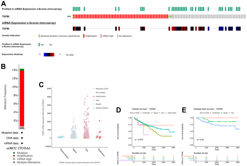 A summary of mutations and CNVs of hub genes. (A) Genetic alterations associated with hub genes and expression heatmap of hub genes based on the data from TCGA. (B) The total alteration frequency of TGFBI in TCGA-ACC is illustrated. Correlation between different CNV patterns and mRNA expression levels of TGFBI (C), respectively. (D, E) Survival analysis of ccRCC patients with CNVs of TGFBI based on TCGA-ccRCC data.