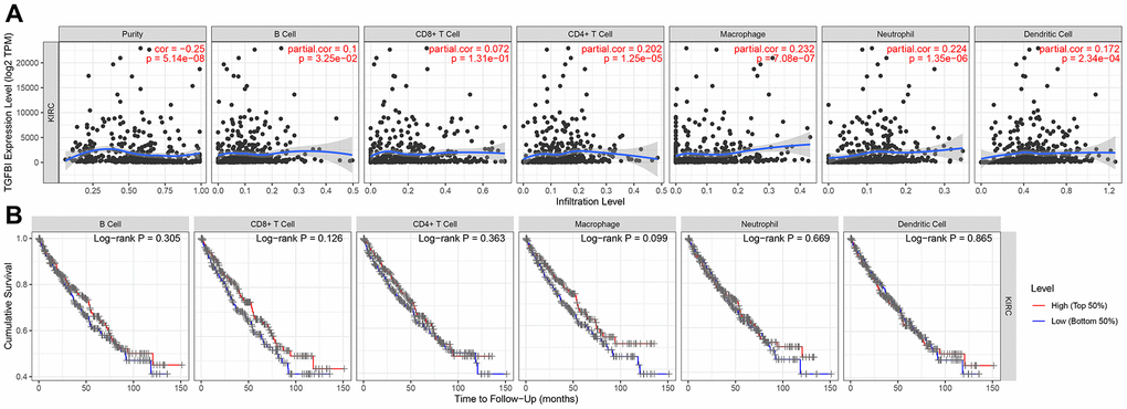 Correlation of TGFBI expression with immune infiltration level in ACC. (A) TGFBI expression was negatively relevant to tumor purity and positively related to macrophages. (B) Survival analyses across the six different tumor-infiltrating immune cells including B cells, CD8+ T cells, CD4+ T cells, macrophages, neutrophils, and dendritic cells.