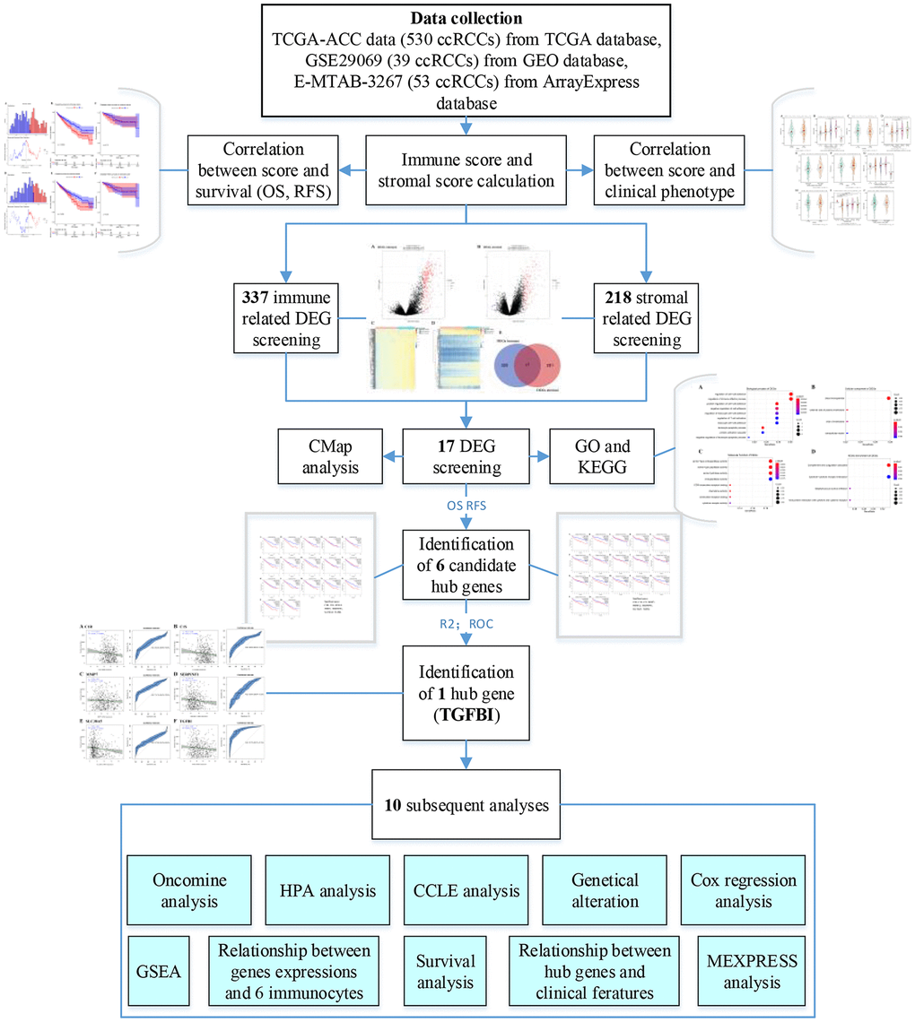 Flow diagram of data preparation, processing, analysis, and validation in this study.